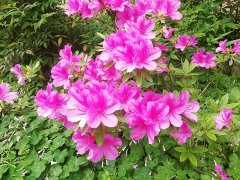 µʻΪ㿪ø-----ްС