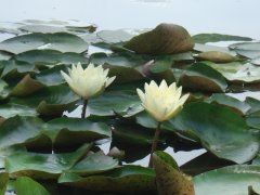 ѡ¡ɡ硱й˶Ӳ˵ı