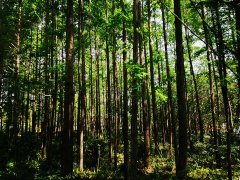 夏日养生 几招清心去火