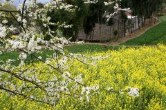 领导干部“身边人”腐败难治?中央再出重拳