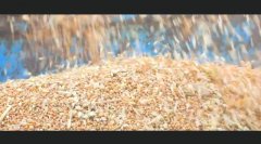 黑龙江扩种大豆进展顺利 新增1000万亩增了啥