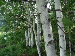 从工一连看知青的知识