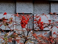 斯里兰卡危机敲响警钟,发展中国家要未雨绸缪