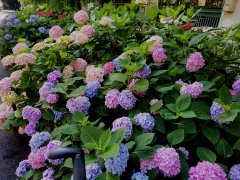 1200余人被骗4.6亿元!法院提示警惕8类骗局