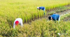 又是一年双抢季