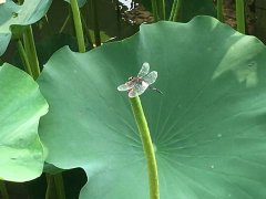 夏季养阳“三字经”(中医养生)