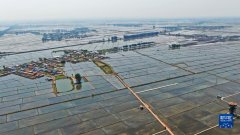 盐碱滩“种”出吉林水稻第一县