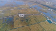 盐碱地上稻花飘香