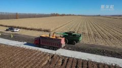 黑龙江:玉米丰收绘就金色图景
