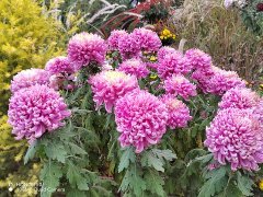 ܷŬ ǰ̻ƪ--μӡ֪֪Աи