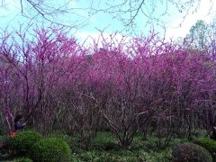 ռժ-----ΪƶũŵӰ72  5 £