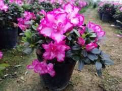 于彦君诗歌《书香一夏》(外一首)