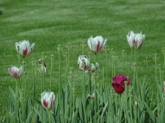 日本烂醉上班族令中国人都不解