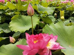 词.临江仙(词林正韵) 乡野夏景