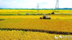 国人的饭碗是靠什么端稳的?