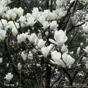 一路走好一一沉痛悼念李克强总理