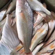 老上海人吃的鱼哪儿来