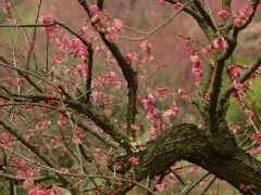 80԰ö԰Ļӭչ½Ļ