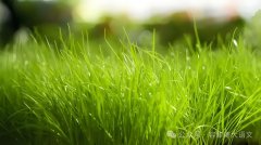 近体诗的语法避忌