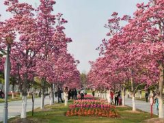 为樱花季打开校门的大学叫好