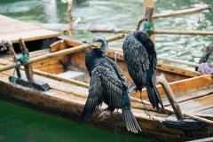 鸬鹚捕鱼为何被禁止了