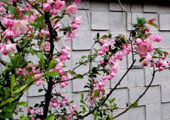 上海地区的妈祖信俗