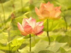 健康“医”点通——雨水多湿气重 如何预防外湿侵袭?