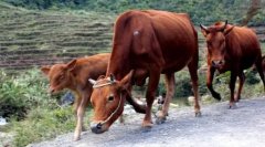 我和两头黄牛的故事