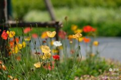 Ժ칫ڼдʳ۹Ԫʳ﹩ϵ