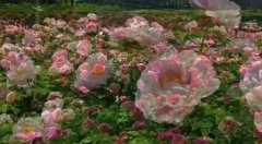 老花布里的芬芳岁月