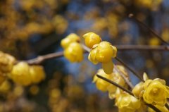 DeepSeek到底怎么念?中文名居然出自《离骚》:深度求索!