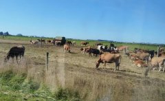 新西兰的自然与人文之旅