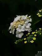 一树琼花笑春风