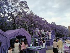 满城芬芳,皆为紫蓝