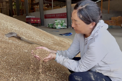 专家与“大户”的亩产对决!