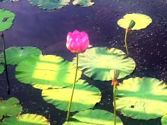 刘健泰|心随愿走 为哪般—— 第12次重返黑土地之六