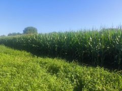 刘健泰|一穗泥土 一岁沉浮——我本将心向明月之十一