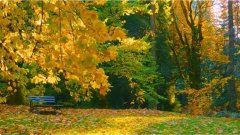 身在闹市无人问:被孤独感吞噬的日本