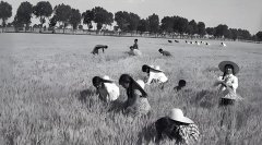 ��ԭ�ϵ�����