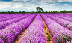 ��޹ �� �ݡ�