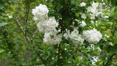 ��ҹ�����