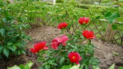 �ٽ���.  ��ũ����