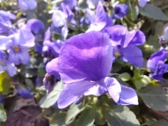 ���廳�ȱ�����Ϊ�˸��õ�ǰ�С�