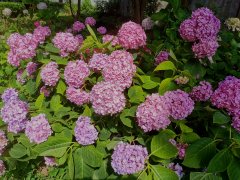�ӡ���ȫ�򡱵�����ȫ�� �й����г�ӵ������