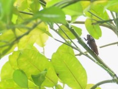 萧毅|儿时蝉鸣声犹在