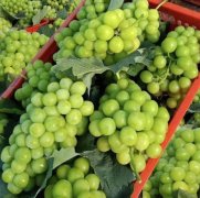 ��½�������� ��Ʒ���ܻ�ӭ