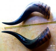 一对藏牦牛角的追忆